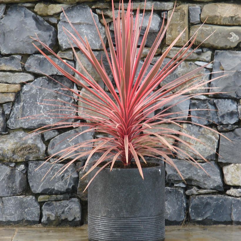 Cordyline Charlie boy® (Port)