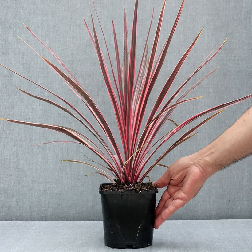 Spécimen de Cordyline Charlie boy® Pot de 2L/3L tel que livré en été