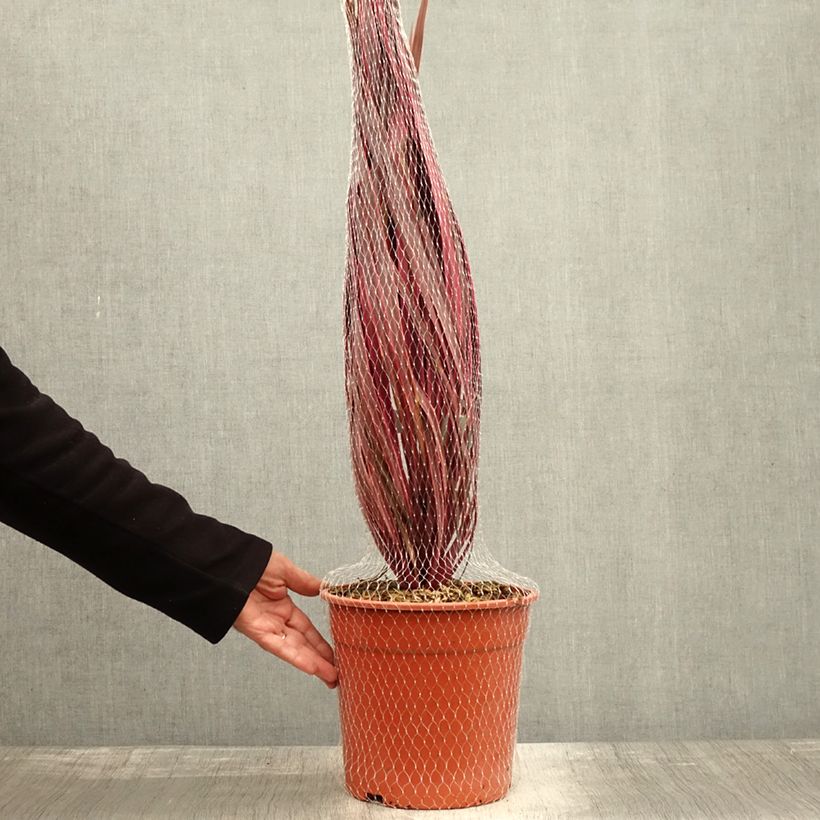 Spécimen de Cordyline Charlie boy® Pot de 4L/5L tel que livré en automne