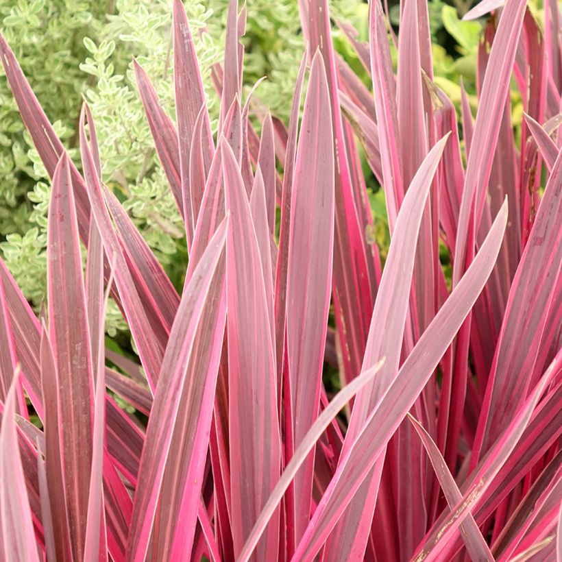 Cordyline Paso Doble - Cordyline australe (Feuillage)