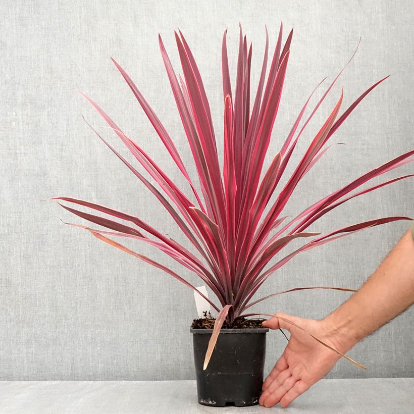 Spécimen de Cordyline Paso Doble - Cordyline australe Pot de 1,5L/2L tel que livré en été