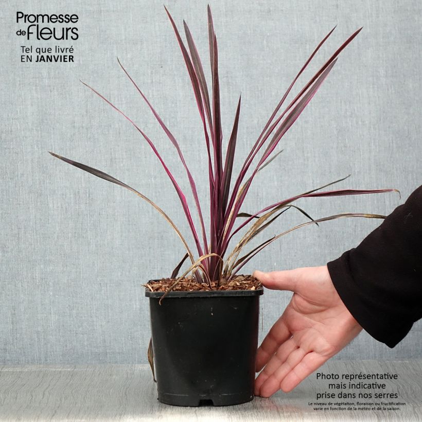 Spécimen de Cordyline Paso Doble - Cordyline australe Pot de 1,5L/2L tel que livré en hiver