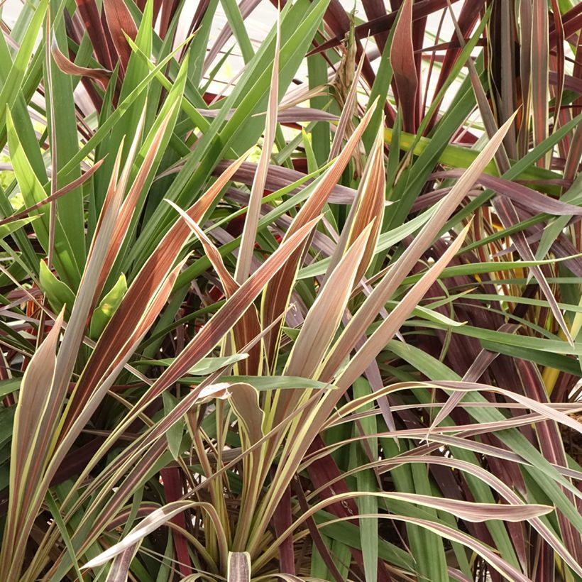 Cordyline trio pot déco Black Knight/Electric Flash/Peko (Feuillage)