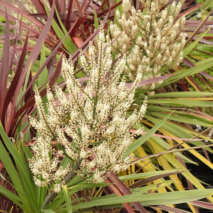 Cordyline trio pot déco Black Knight/Electric Flash/Peko (Floraison)