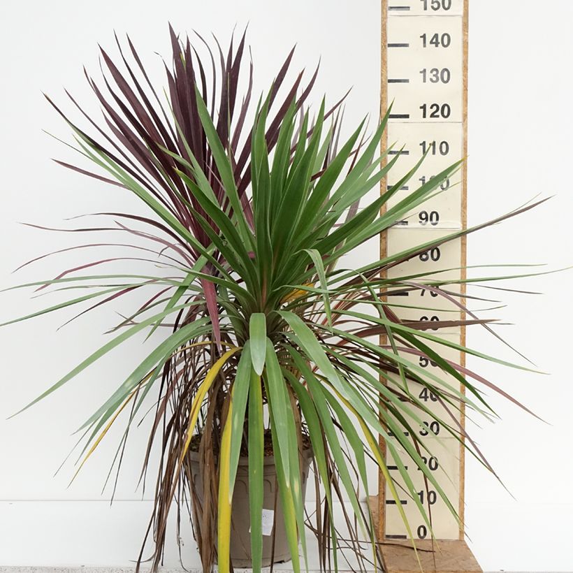 Spécimen de Cordyline trio pot déco Black Knight/Electric Flash/Peko Pot de 20L/25L tel que livré en automne