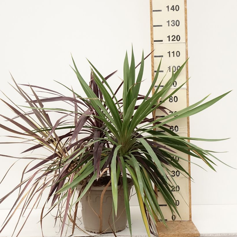 Spécimen de Cordyline trio pot déco Black Knight/Electric Flash/Peko Pot de 20L/25L tel que livré en été