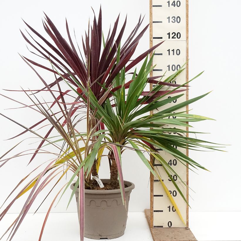 Spécimen de Cordyline trio pot déco Black Knight/Electric Flash/Peko Pot de 20L/25L tel que livré au printemps