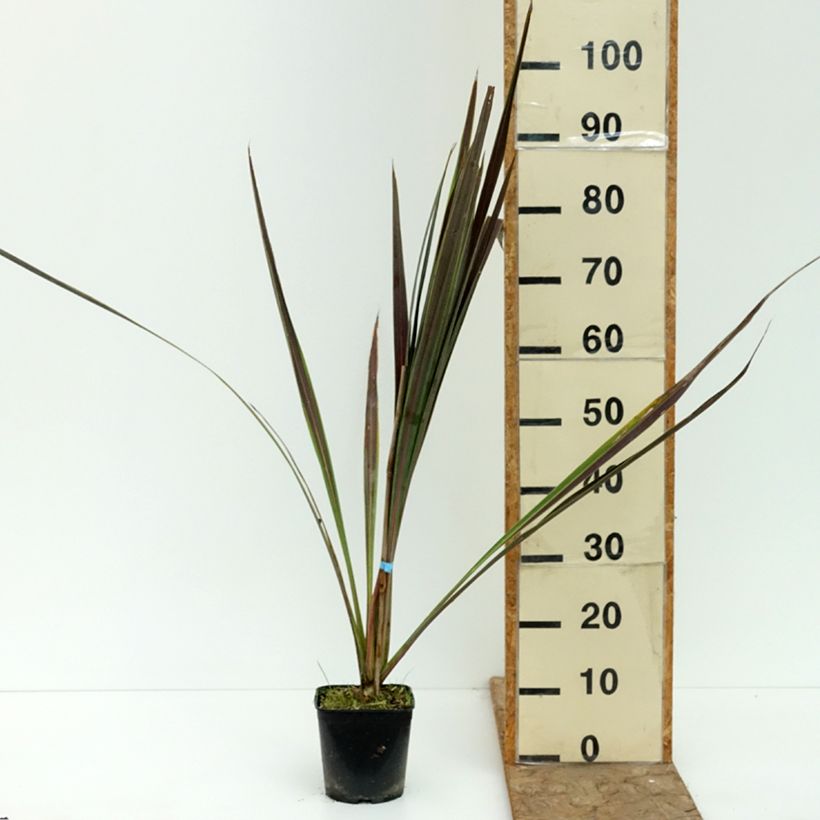 Spécimen de Cordyline x banksii Electric Star Pot de 1,5L/2L tel que livré en été