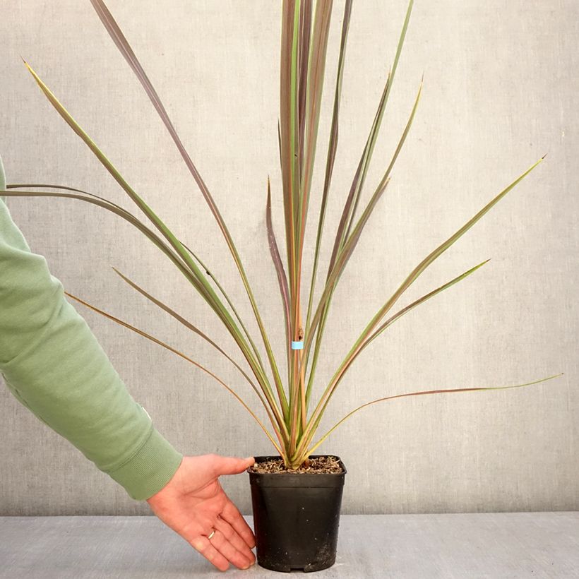 Exemplaar van Cordyline Electric Star - Koolpalm Pot van 1,5 l/2 l zoals geleverd in de winter