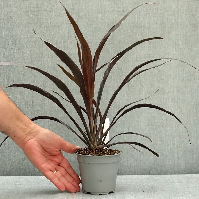 Spécimen de Cordyline x banksii Renegade Godet de 8/9 cm tel que livré en été