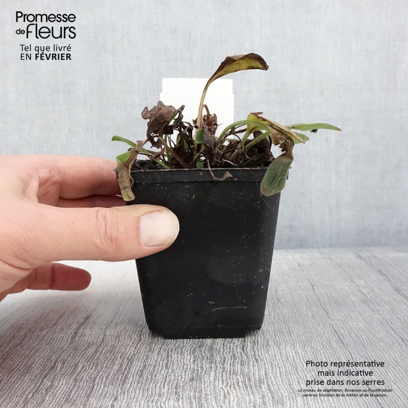 Spécimen de Coreopsis auriculata Elfin Gold - Coréopsis auriculé Godet de 8/9 cm tel que livré en hiver