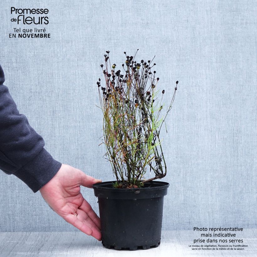 Spécimen de Coreopsis Cosmic Eye Pot de 2L/3L tel que livré en automne
