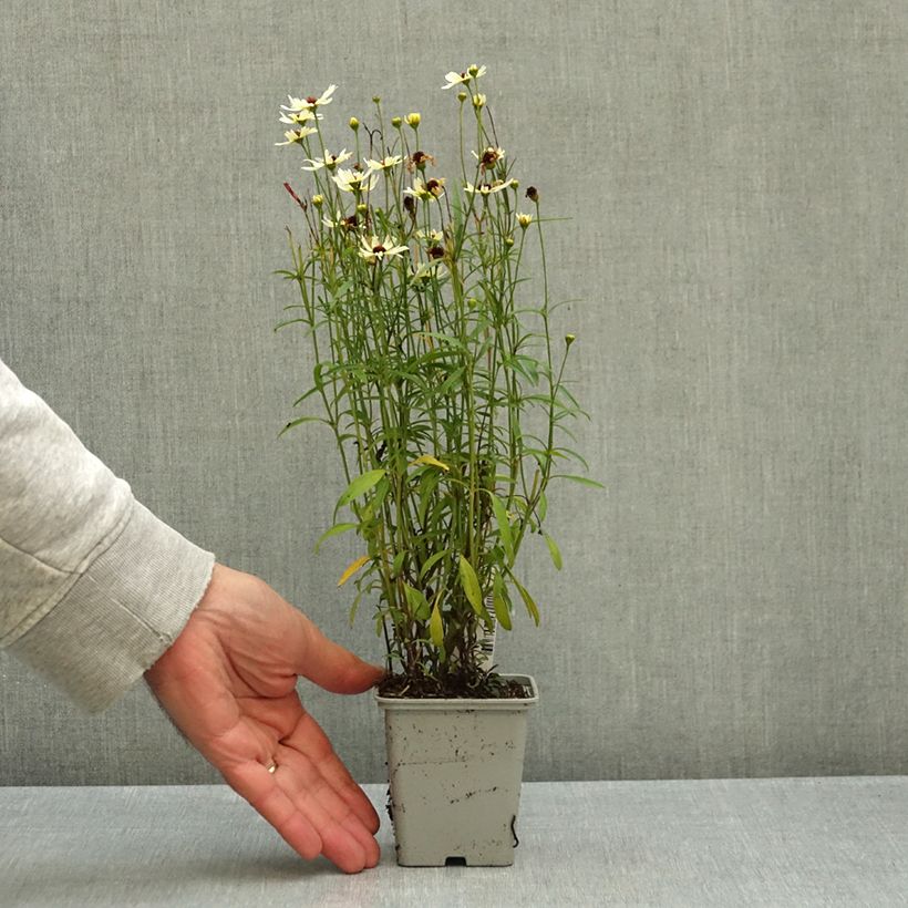Spécimen de Coreopsis Fool's Gold Godet de 8/9 cm tel que livré en automne