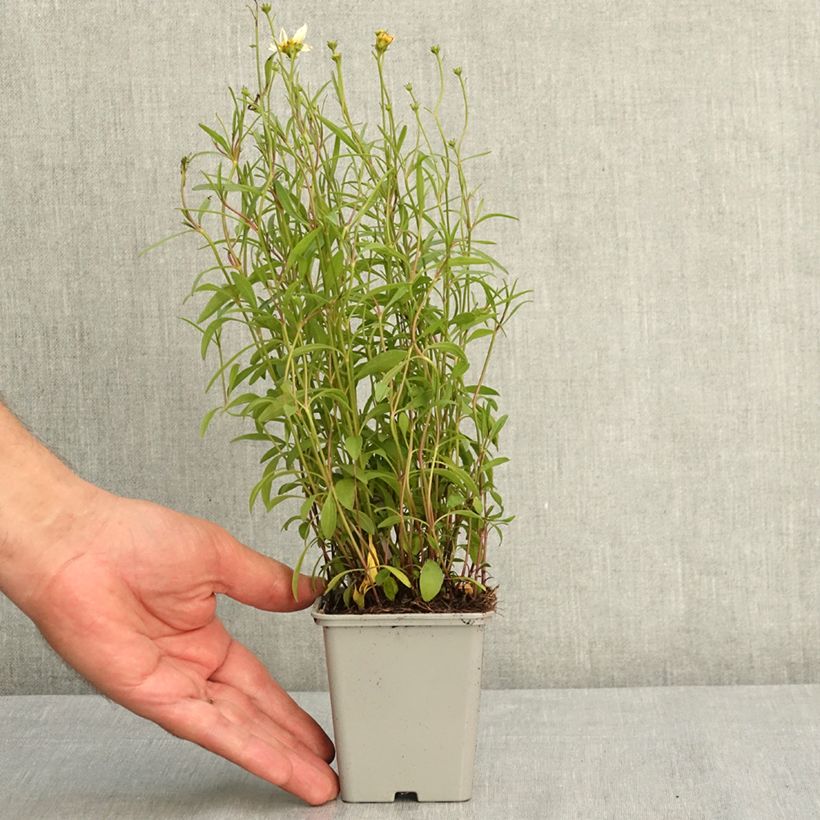 Spécimen de Coreopsis Fool's Gold Godet de 8/9 cm tel que livré en été