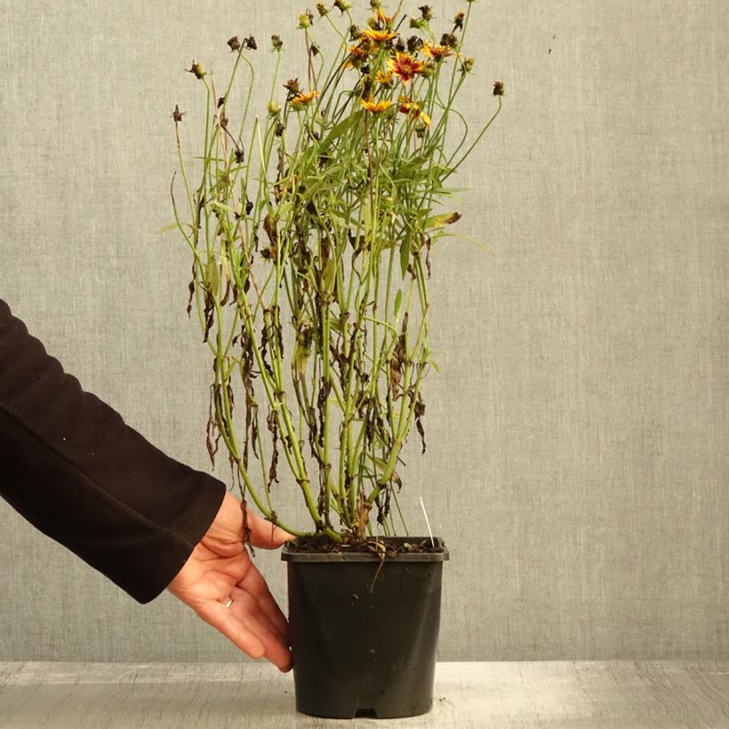 Spécimen de Coreopsis grandiflora Golden Stardust Pot de 1,5L/2L tel que livré en automne