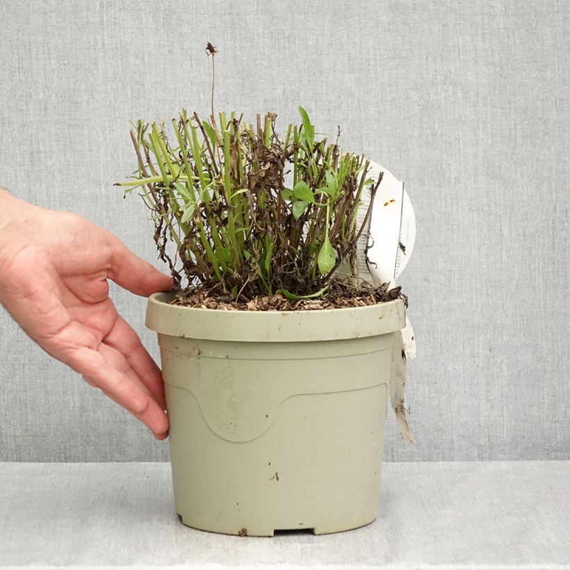 Spécimen de Coreopsis grandiflora Solar Fancy Pot de 3L/4L tel que livré en automne