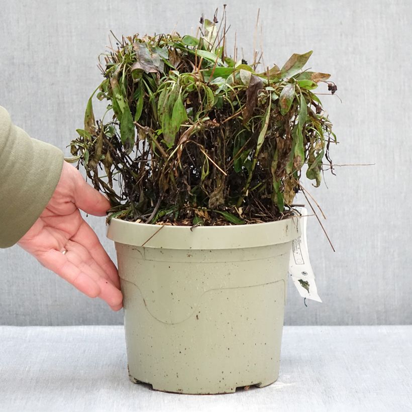 Spécimen de Coreopsis grandiflora Solar Fancy Pot de 3L/4L tel que livré en hiver