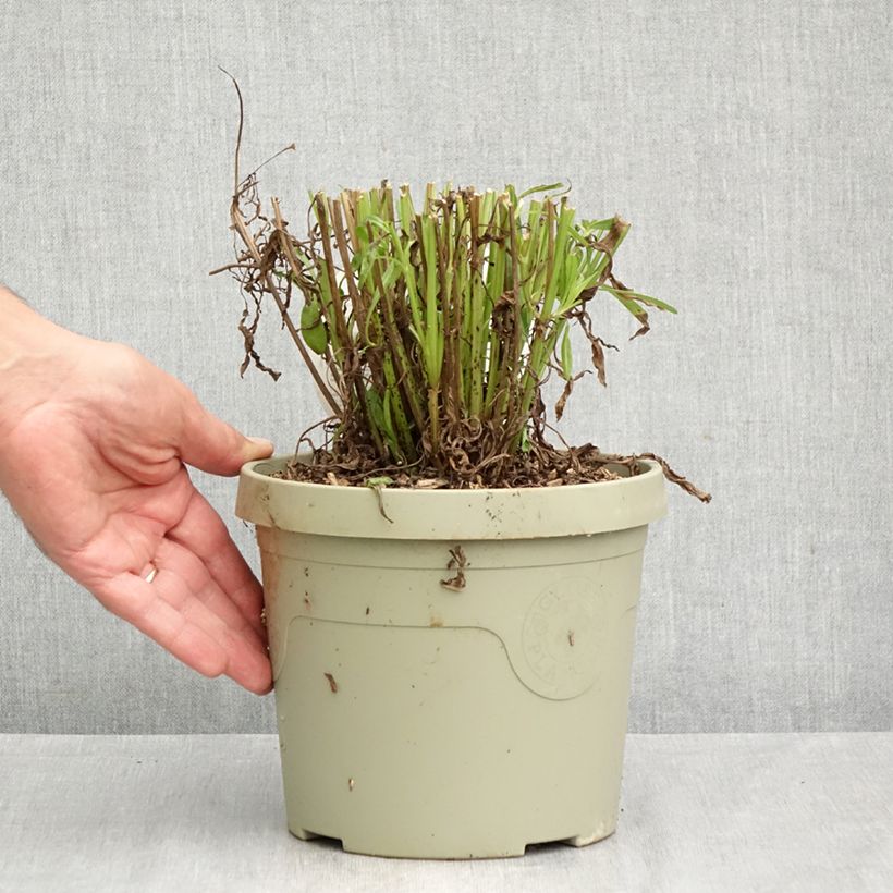 Spécimen de Coreopsis grandiflora Solar Jewel Pot de 3L/4L tel que livré en automne