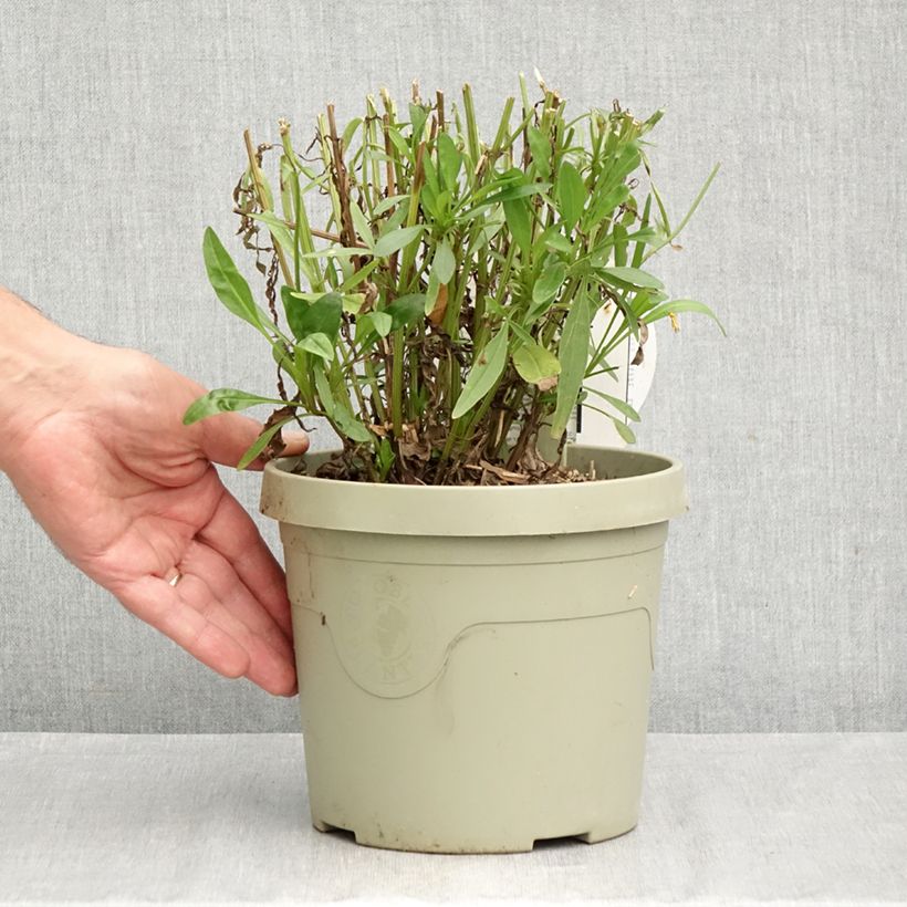 Spécimen de Coreopsis grandiflora Solar Moon Pot de 3L/4L tel que livré en automne