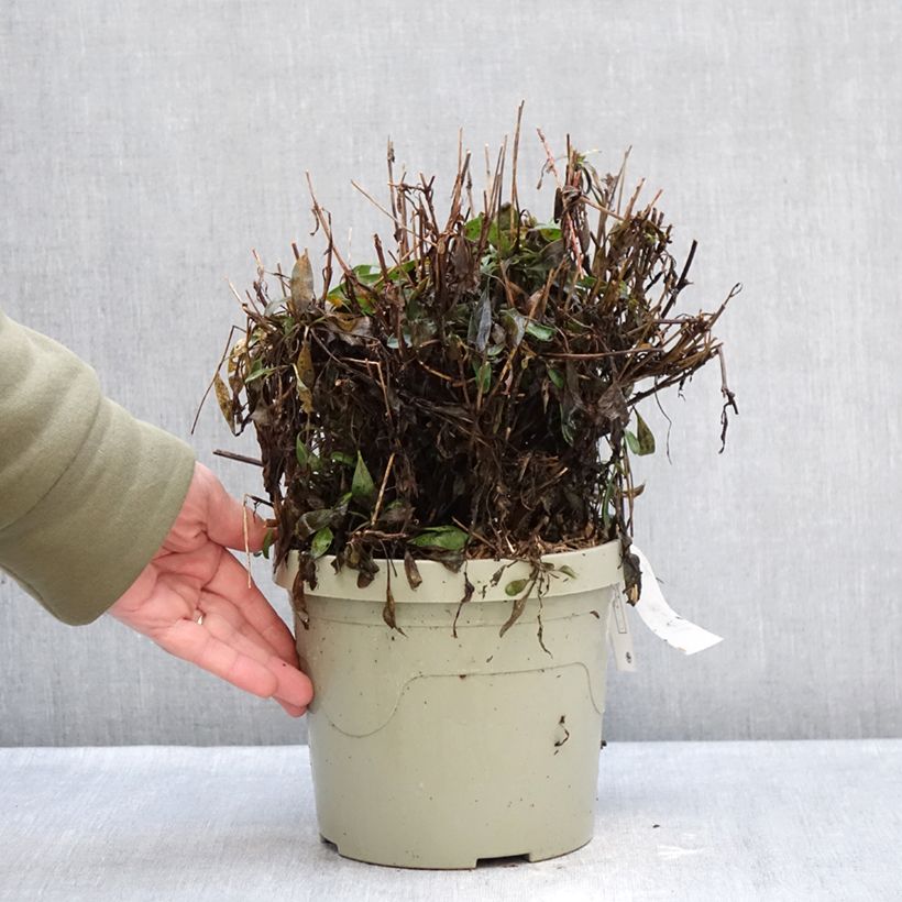 Spécimen de Coreopsis grandiflora Solar Moon Pot de 3L/4L tel que livré en hiver