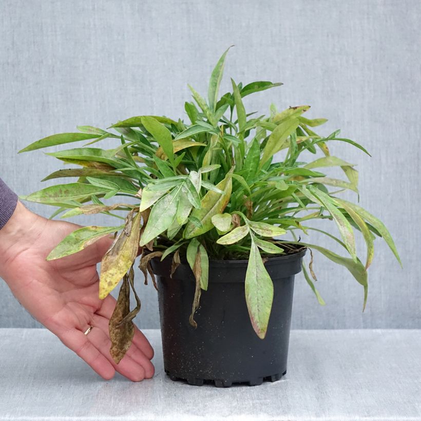 Spécimen de Coreopsis grandiflora Sonnenkind Pot de 2L/3L tel que livré en automne