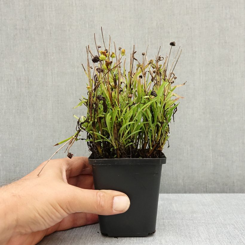 Spécimen de Coreopsis grandiflora Sunkiss - Coréopsis à grandes fleurs simples Godet de 8/9 cm tel que livré en été