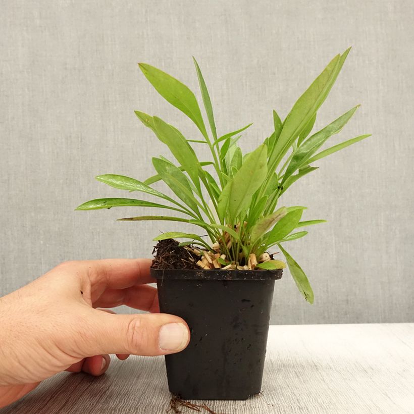 Spécimen de Coreopsis lanceolata Baby Gold Godet de 8/9 cm tel que livré en automne