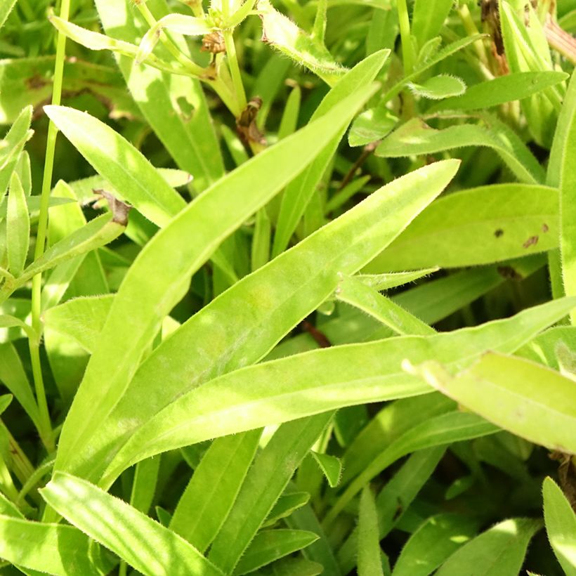 Coreopsis lanceolata Baby Gold (Feuillage)