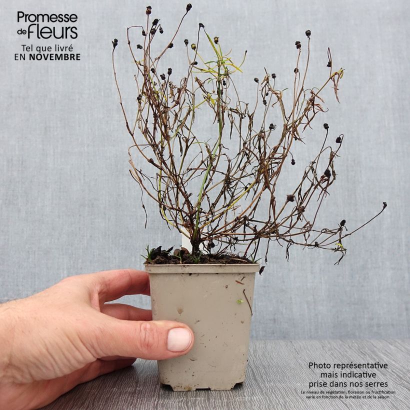 Spécimen de Coreopsis Limerock Passion - Coreopsis hybride Godet de 8/9 cm tel que livré en automne