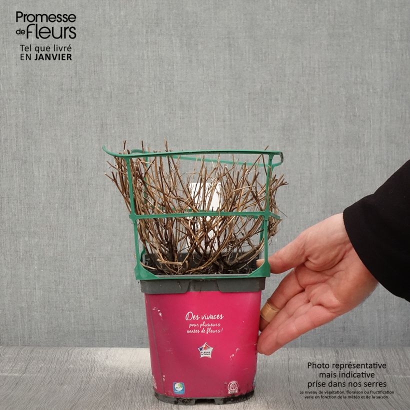 Spécimen de Coreopsis Limerock Passion - Coreopsis hybride Pot de 2L/3L tel que livré en hiver