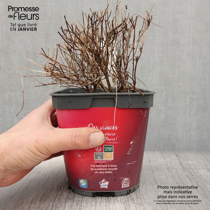 Spécimen de Coreopsis Limerock Ruby - Coreopsis rose Pot de 2L/3L tel que livré en hiver