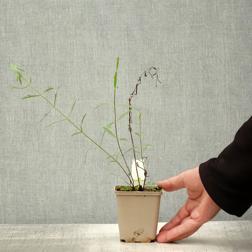 Spécimen de Coreopsis palmata Godet de 8/9 cm tel que livré en automne