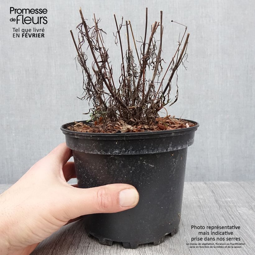 Spécimen de Coreopsis Red Satin Pot de 2L/3L tel que livré en hiver