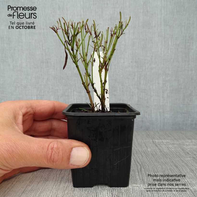 Spécimen de Coreopsis Redshift Godet de 8/9 cm tel que livré en automne