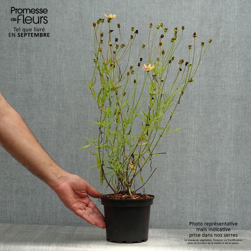 Spécimen de Coreopsis Redshift Pot de 2L/3L tel que livré en automne
