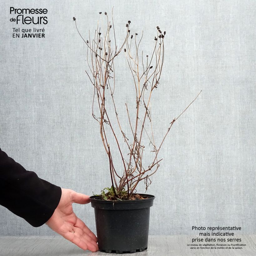 Spécimen de Coreopsis Redshift Pot de 2L/3L tel que livré en hiver