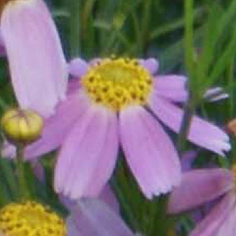 Coreopsis rosea American Dream (Floraison)