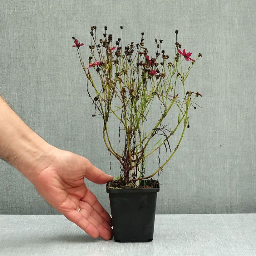Spécimen de Coreopsis Ruby Red Godet de 8/9 cm tel que livré en automne