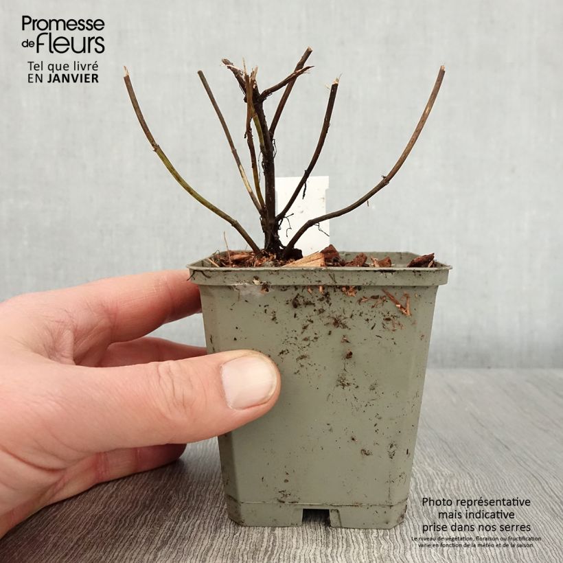 Spécimen de Coreopsis Ruby Red Godet de 8/9 cm tel que livré en hiver