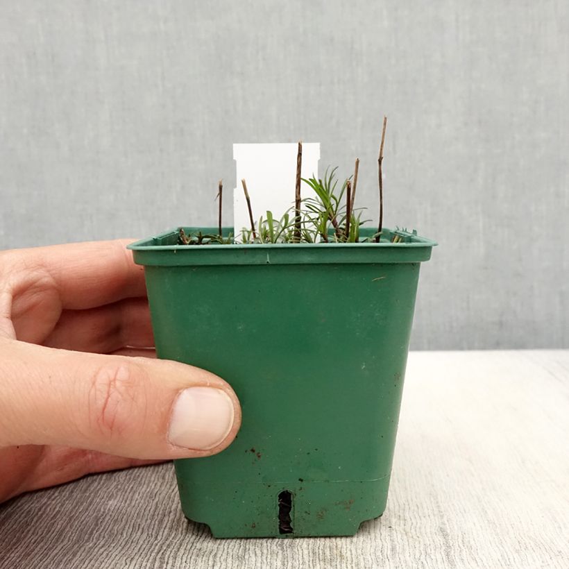 Coreopsis verticillata Sunbeam Vasetto da 8/9 cm esemplare consegnato in primavera