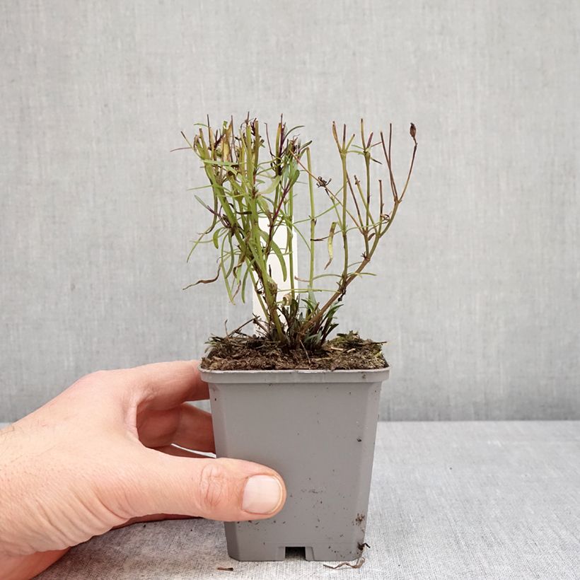 Spécimen de Coreopsis verticillata Ladybird - Coréopsis verticillé Godet de 8/9 cm tel que livré au printemps