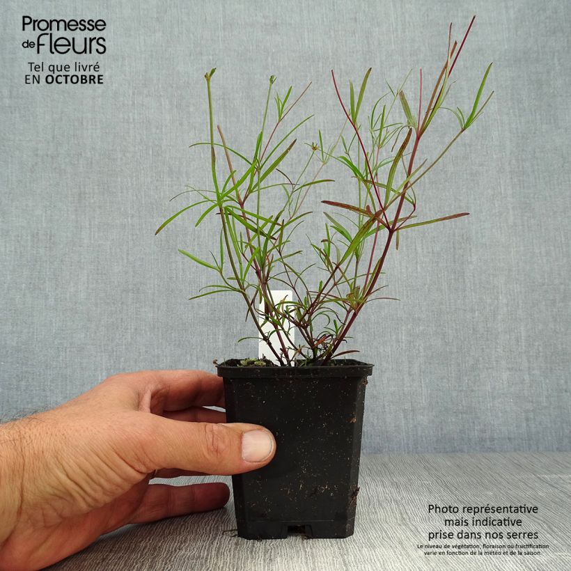 Spécimen de Coreopsis verticillata Moonbeam (Clair de Lune) - Coréopsis verticillé Godet de 7/8 cm tel que livré en automne