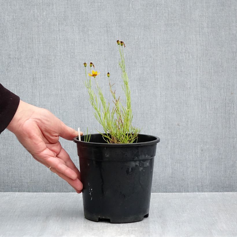 Spécimen de Coreopsis verticillata S&S Curry Up - Coreopsis verticillé Pot de 2L/3L tel que livré en automne
