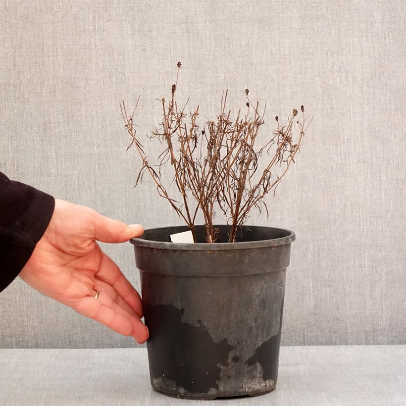 Spécimen de Coreopsis verticillata S&S Curry Up - Coreopsis verticillé Pot de 2L/3L tel que livré en hiver