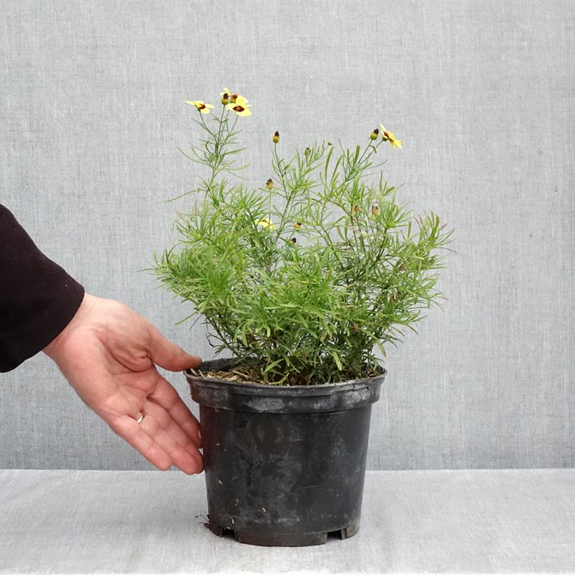 Spécimen de Coreopsis verticillata S&S Sassy Saffron - Coréopsis verticillé Pot de 2L/3L tel que livré en automne