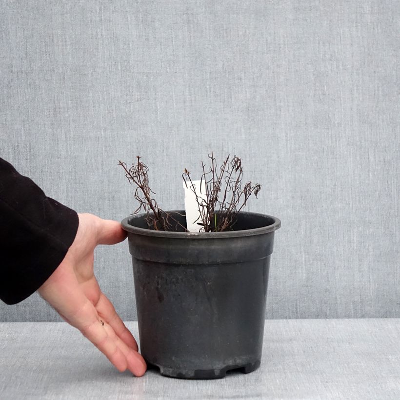 Spécimen de Coreopsis verticillata S&S Sassy Saffron - Coréopsis verticillé Pot de 2L/3L tel que livré en hiver