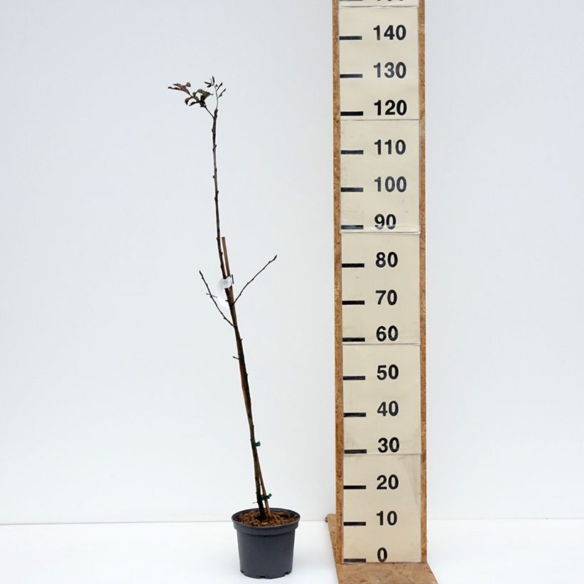 Spécimen de Cormier, Sorbier domestique - Sorbus domestica Pot de 3L/4L tel que livré en automne