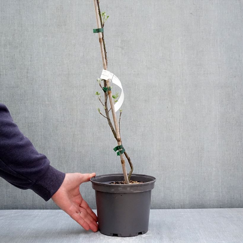 Spécimen de Cormier, Sorbier domestique - Sorbus domestica Pot de 3L/4L tel que livré au printemps