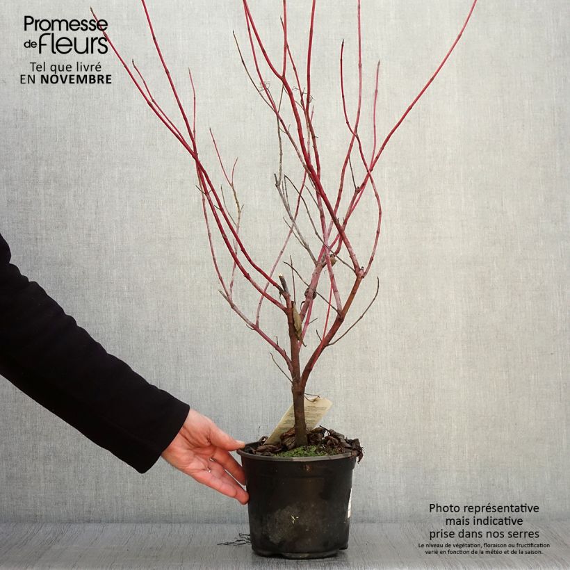 Spécimen de Cornus alba - Cornouiller blanc Pot de 2L/3L tel que livré en automne