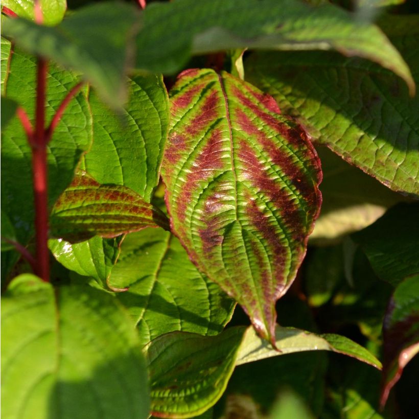 Cornus alba Siberian Pearls - Cornouiller blanc à bois rouge (Feuillage)